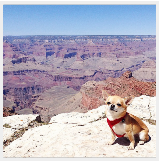 世界で最もよく旅行されている犬に会いましょう 